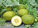 Lambkin melon 