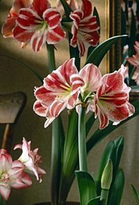 Winter brightener — Many amaryllis flowers form at the top of the stalk. (Photos courtesy Netherlands Flower Bulb Information Center)