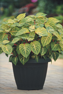 Shady focal point — ‘Blazin’ Lime’ iresine brightens shady spots in pots or in the landscape. Photo courtesy Ball Horticulture 