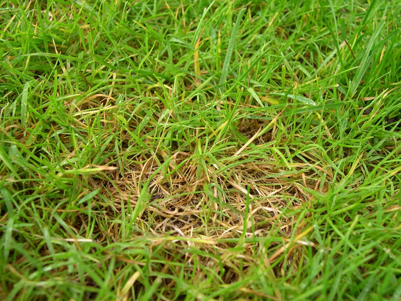 Patchy evidence - Dollar spot fungus disease can be controlled with correct fertilization and good lawn practices. (Photo courtesy Cornell University) 