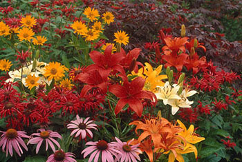 Perennial companions - Fall or early spring are the right times to transplant Asiatic lilies, such as these red, orange, yellow and white beauties on the right. (Photo courtesy Netherlands Flower Bulb Information Center) 