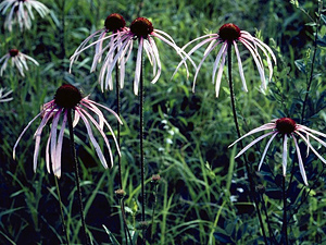 Natural beauty - The pale coneflower is more delicate than its purple coneflower cousin. © Photo courtesy Lady Bird Johnson Wildflower Center