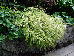 Gentle cascade - Japanese forest grass softens the edge of a sidewalk or wall while brightening a shady spot.