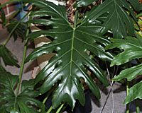 Split-leaf philodendron (Photo courtesy North Dakota State University)