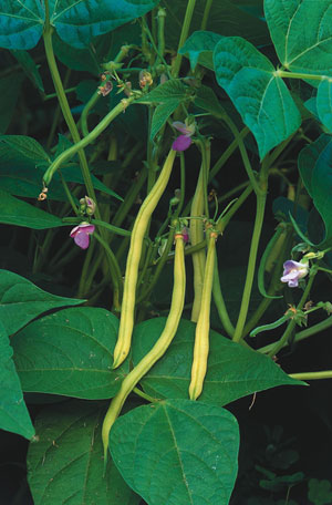 Green beans are easy to grow from seed. (Photo courtesy National Garden Bureau)
