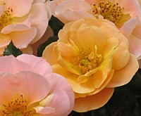 ‘Amber’ Flower Carpet Rose