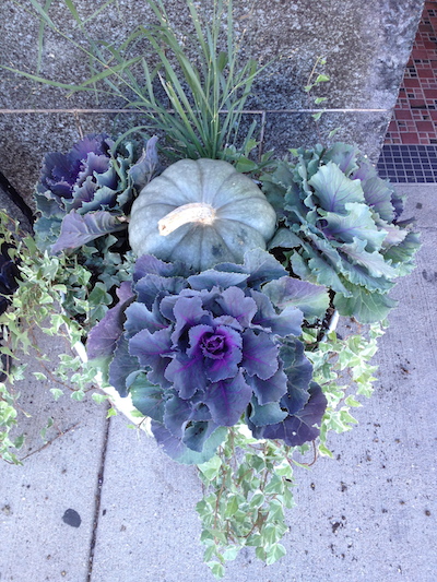 A blue squash (pumpkin) mixed with purple-leaf ornamental mini-cabbages and trailing ivy create a fall container. (C) Jo Ellen Meyers Sharp