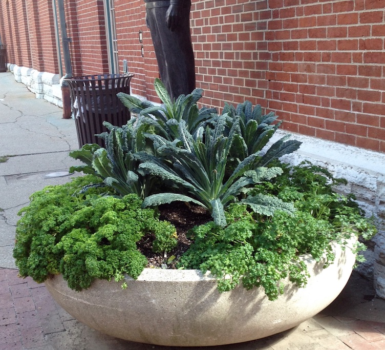 Fall-planted dinosaur kale and parsley usually make it through winter for a long-season of interest. (C) Jo Ellen Meyers Sharp