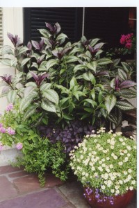 container-plectranthus Persian shield, container cluster. © Jo Ellen Meyers Sharp