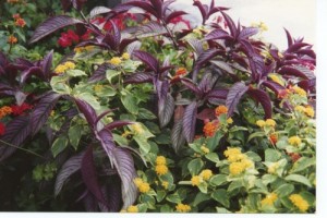 Persian shield and lantana. © Jo Ellen Meyers Sharp
