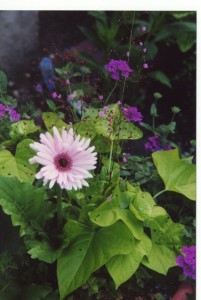 container-summer-jewels-of-opar1 Gerber daisy, jewels of Opar and verbena. © Jo Ellen Meyers Sharp