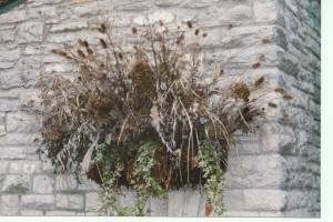 container-winter Snippets of grasses, ivies and seed heads will last through winter. (C) Jo Ellen Meyers Sharp