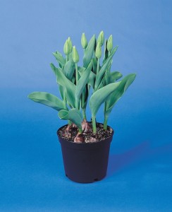 Can Tulips Be Transplanted in Spring 