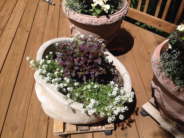 Summer annuals. (C) Jo Ellen Meyers Sharp