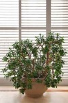 houseplants-by-window-fotolia_3111469