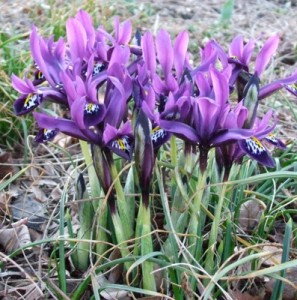 iris-reticulata-hg
