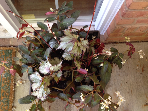 A variety of Rex begonias sparkle in a shady spot in summer. (C) Jo Ellen Meyers Sharp