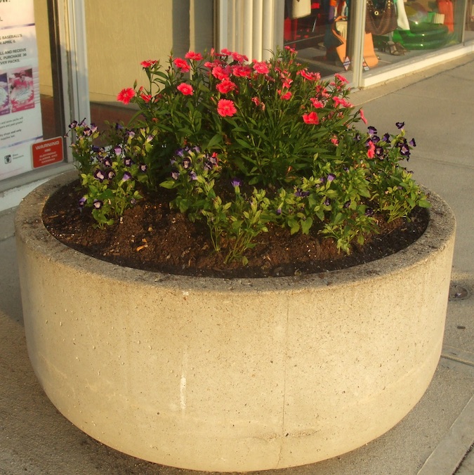 Torenia and phlox make up an easy care container on commercial property. (C) Jo Ellen Meyers Sharp