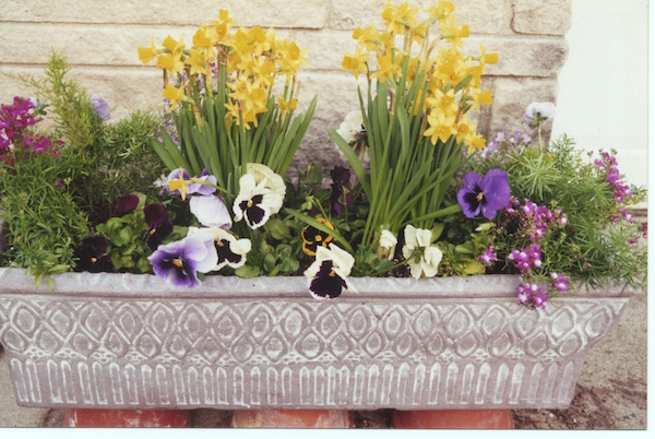 Forced daffodils join pansies and toadflax to brighten a spring day. (C) Jo Ellen Meyers Sharp