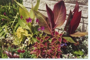 Cannas, coleus and summer annuals.