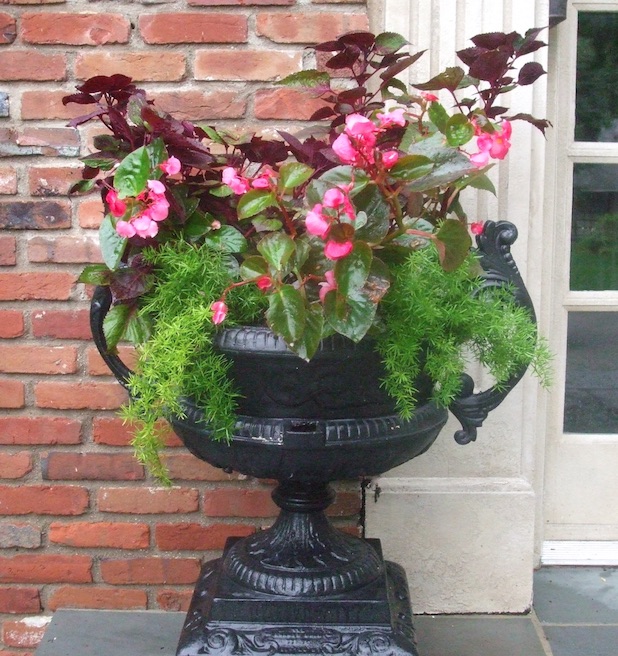 Begonias, perilla and asparagus fern provide color and textures to a summer urn. (C) Jo Ellen Meyers Sharp