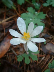 Bloodroot. Photo courtesy wildflower.org