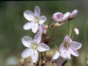 Spring beauty (Claytonia virginica). Photo courtesy wildflower.org