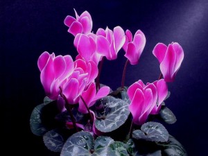 Cyclamen. (C) iStockphoto