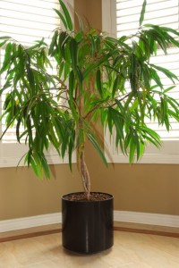 houseplant-window-stockxpertcom_id848849_size2 houseplant-window-stockxpertcom_id848849_size2