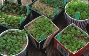 mesclun_17 Mesclun seedlings can be transplanted outdoors anytime or the seeds can be sown directly in the garden. Photo courtesy National Garden Bureau