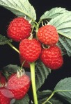 raspberry Raspberry.