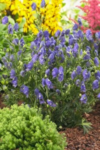 'Blue Lagoon' monkshood. Photo courtesy PerennialResource.com