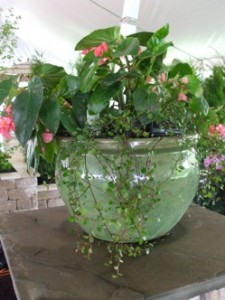 Litchfield Landscape's container features a Dragon Wing begonia and creeping wire vine (Muehlenbeckia). (C) Jo Ellen Meyers Sharp 