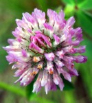 Red clover. Photo courtesy National Park Service.