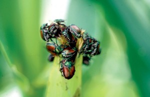 Japanese beetles cluster on tips of corn silk.