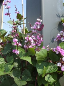 Hyacinth bean vine. (C) Jo Ellen Meyers Sharp