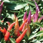 'Sangria' ornamental pepper.