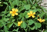 Wood sorrel. Photo courtesy University of Arkansas