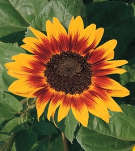 'Ring of Flower' sunflower.