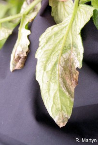 Late blight disease on tomato leaf. Photo courtesy Purdue Plant and Pest Diagnostic Laboratory