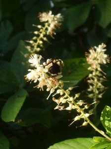 umblebees and other pollinating insects savor ‘Hummingbird’ summersweet’s fragrant flowers. © Jo Ellen Meyers Sharp