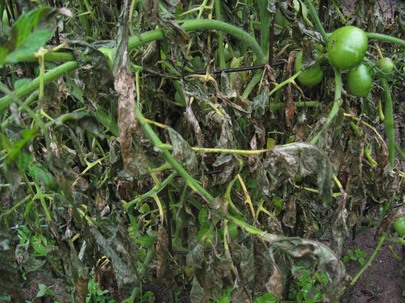 early blight on tomatoes