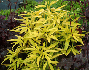 'Lightning Flash's' foliage was supposed to be chartreuse, but it reverted to the green of the native species. Photo courtesy Terra Nova Nurseries