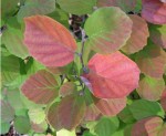 <p>Fothergilla begins to take on fall colors. (C) Photo courtesy Carol Michel</p>