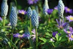 'Blue Skies' anemone (A. blanda) 'Valerie Finnes' grape hyacinth (Muscari armeniacum)