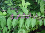 <p>'Issai' beautyberry (Callicarpa dichotoma) (C) Jo Ellen Meyers Sharp</p>