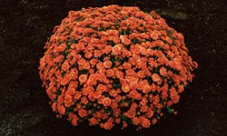 'Rosy Igloo' Dendranthema. Photo courtesy Blooms of Bressingham North America