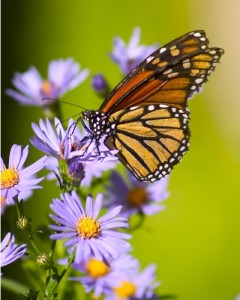 <p>Migrating monarch butterflies depend on asters and other late-blooming native plants for food. (C) Fotolia.com</p>