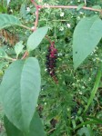 Pokeweed berries. (C) Jo Ellen Meyers Sharp