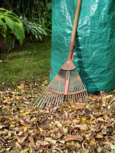 Bag leaves when municipalities pick up for composting. (C) Fotolia